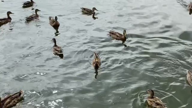 КОМСОМОЛЬСКИЙ ПРУД🦆