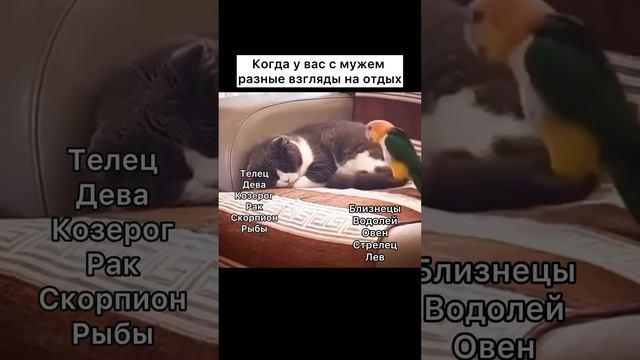 У кого так? #отношения #shorts #астрология #знакизодиака #животные #смешныевидео #shortvideo