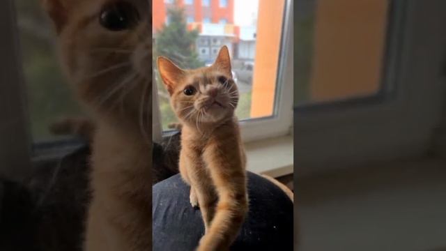 Кнопа.mp4