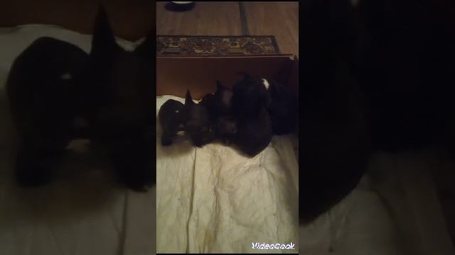 Щенки французского бульдога