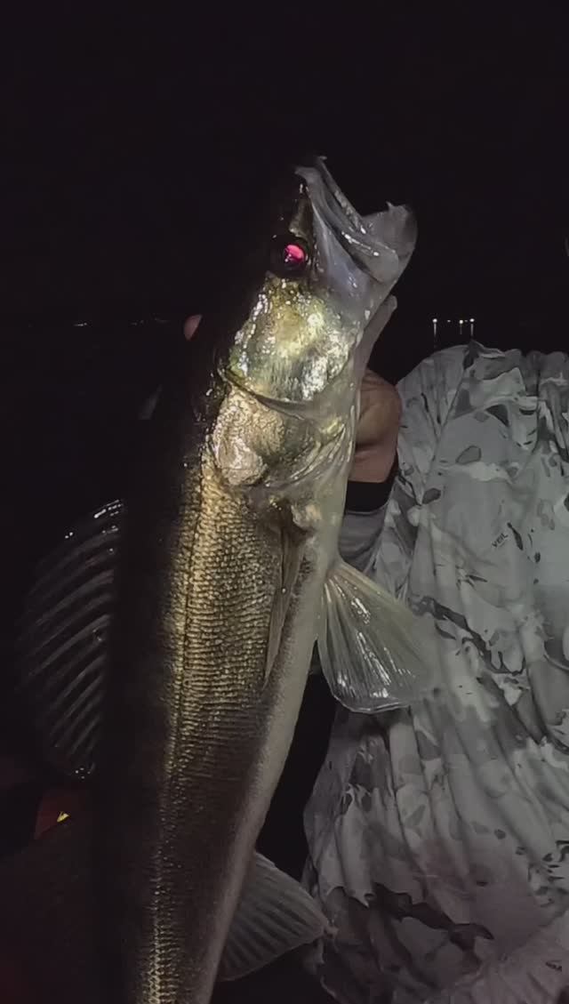 Судак не спит, не спим и мы! #fishing #рыбалка #fish #ночнаярыбалка #паноптикс #судак #пелагический