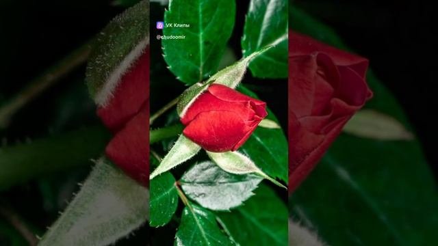как же красива душа человека