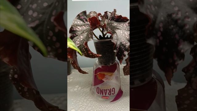 Быстрое серебро, кучерявая бегония, 🎼висит на заборе #цветочкинаработе