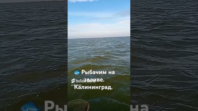 Рыбачем на заливе. Калининградская обл 👍