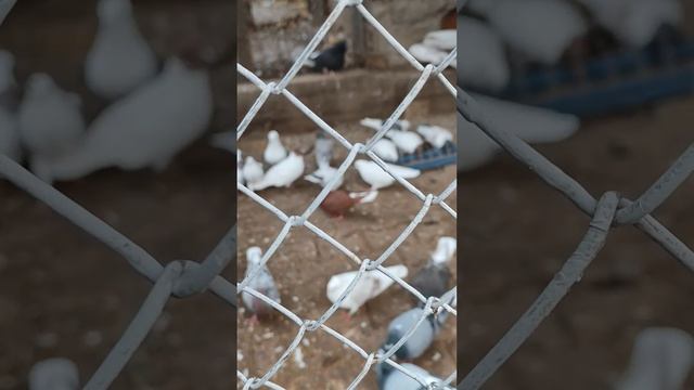 Голуби Армена в Алмате