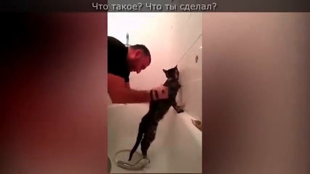 Парень моет кота