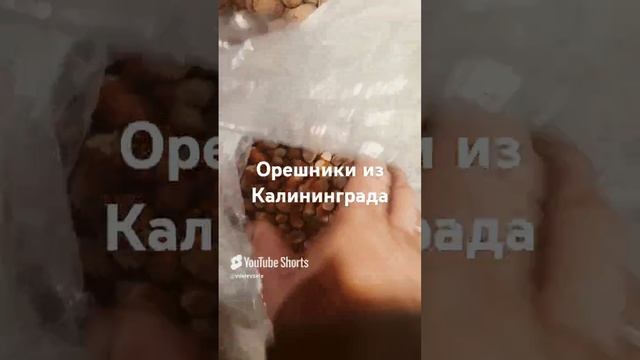 Сажаю орешники из Калининграда 👍