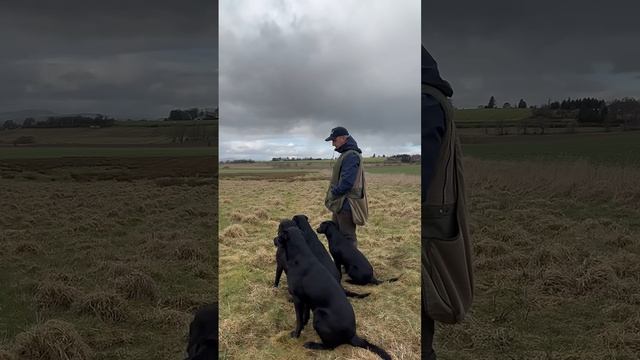 Working Labrador  #gundogtraining умнички