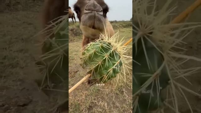 Вкусняшки для верблюда