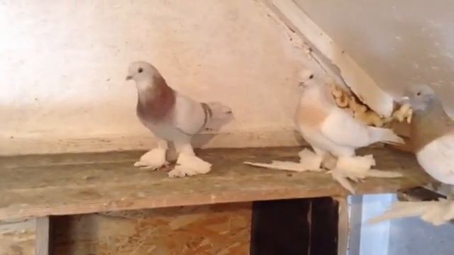 Тасман Кептерлер Голуби Тасманы Pigeons