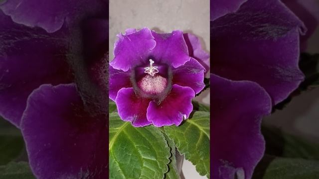 тидеи из семян