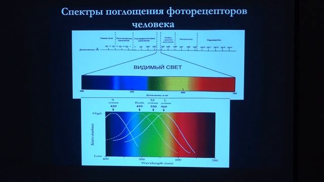 12. Физиология анализаторов. Физиология человека и животных - Ловать М. Л. Teach-in.