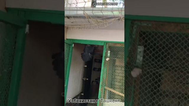 Голуби  Ташкента Д.Дилшода Pigeons