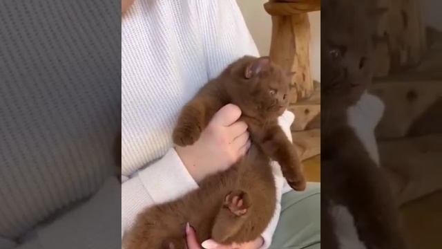 Кексик😻