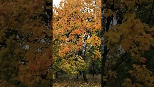 Всеми любимый клён в Крылатском 🍁

Любуемся осенней красотой