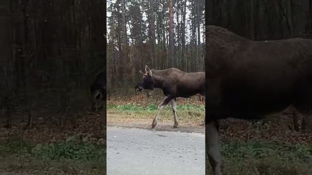 Красивого лося, идущего вдоль обочины, сняли на видео на автодороге Пестрецы-Янцевары