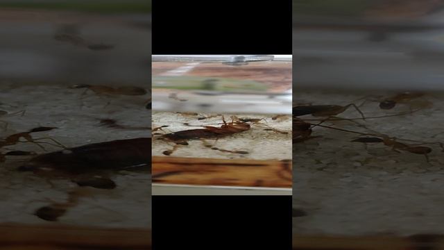 Таракан попал к муравьям в формикарий.mp4