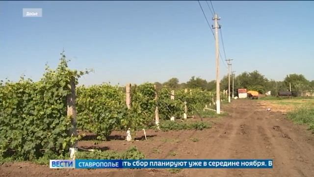 Ставрополье в рейтинге ведущих виноградарских регионов страны