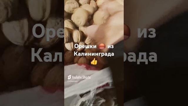 Орешки 🌰 из Калининградской области.