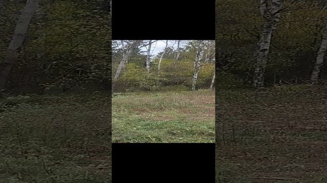 кабанчики в гостях