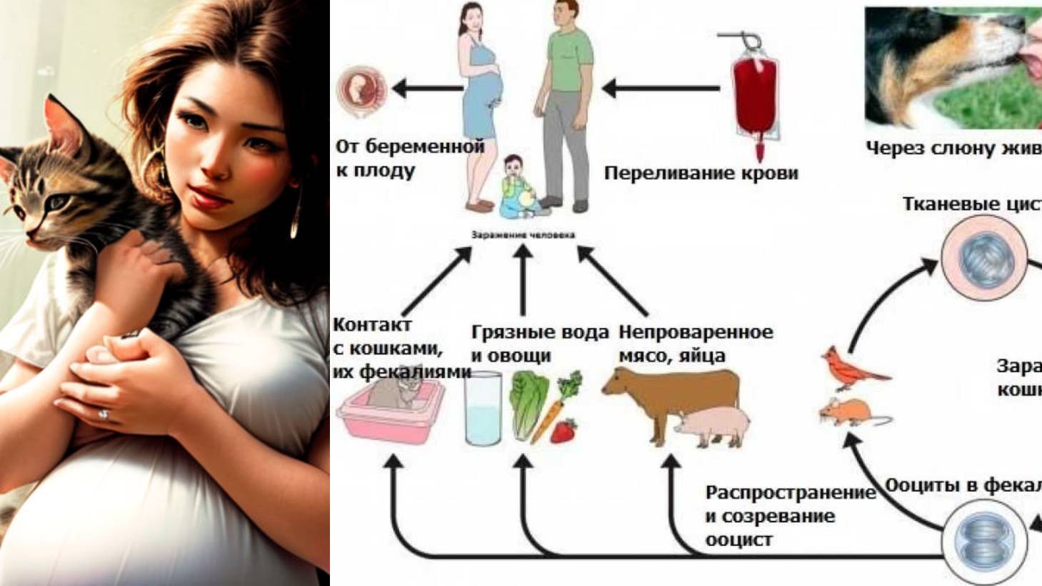 Токсоплазма - самый распространенный паразит. А.Панчин раскладывает токсоплазмоз по полочкам.