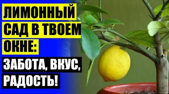 ЧТО ВЫРАСТИТЬ В ДОМАШНИХ УСЛОВИЯХ 🔵 ЛИМОН ИЗ СЕМЕЧКИ 👌