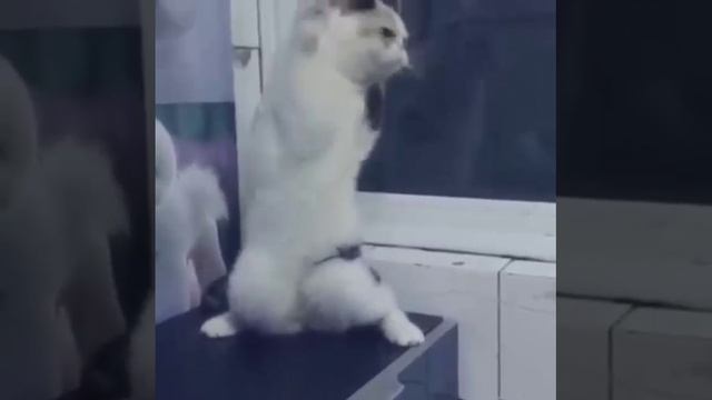 Cat Dance≽ܫ≼