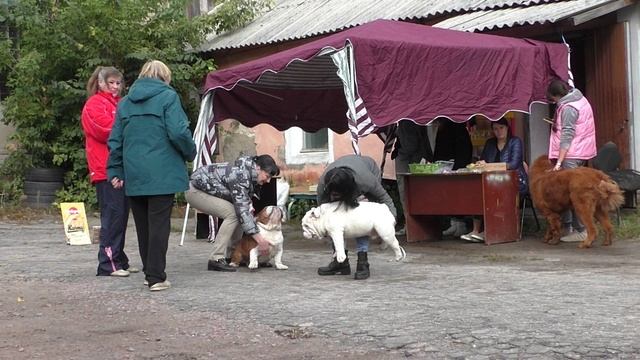 ПАШКА и МИШКА-Бульдоги из Воронеж 25.09.22г.