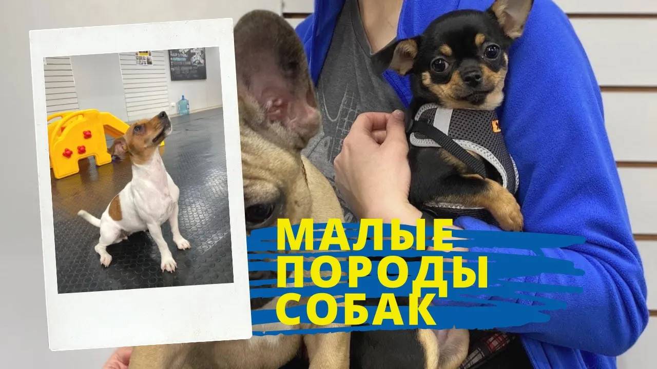 Собаки малых пород в детском саду Doggi DayCare