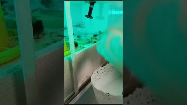 мини экскурсии на перепелиной ферме