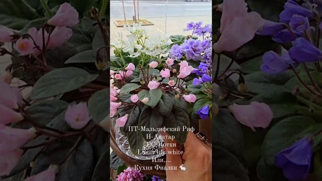 ПТ-Мальдивский Риф, Н-Аватар, РС-Нотки, Lunar Lily White и.... Кухня Фиалки 🐇