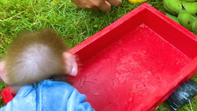 Baby Monkey Bon Bon Eats Jelly Candy And Harvests Bananas For Puppy And Rabbit To Eat