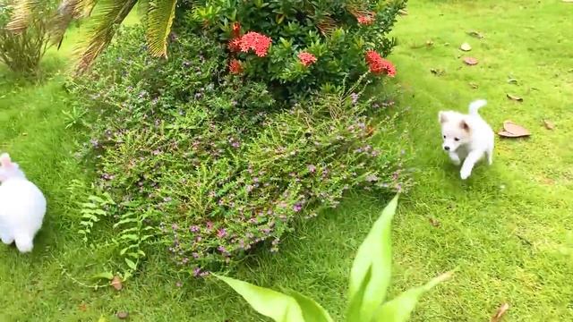 Baby Monkey Bon Bon Eats Mini Fruit and playing with the puppy and baby rabbit