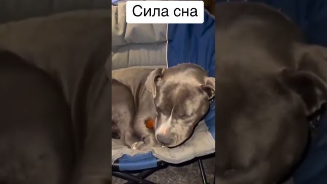 Сила сна в одном видео