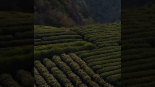 100% натуральное ароматическое масло "Чайное дерево" (Нарин, Швейцария)