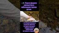 🎣🐟 Ловля форели нахлыстом в небольшом горном ручье 👌