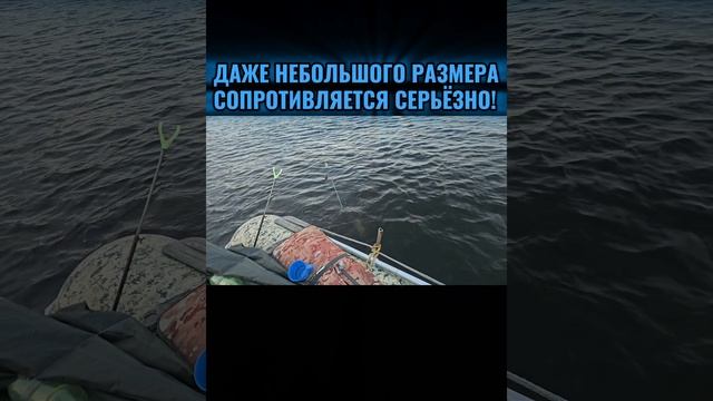 НЕБОЛЬШОЙ, но всё равно приятно!