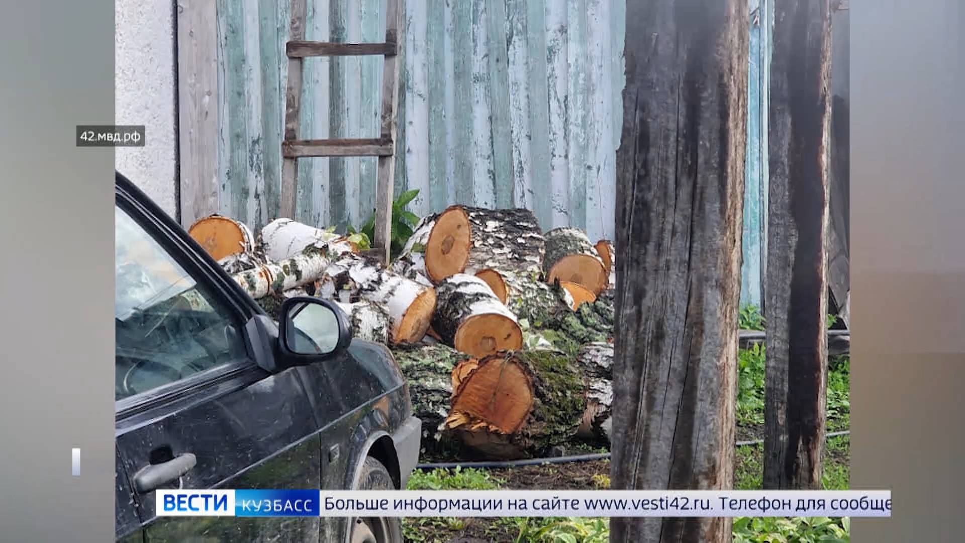 Незаконная рубка берёз, кража одежды и тройное ДТП: сводка происшествий по Кузбассу