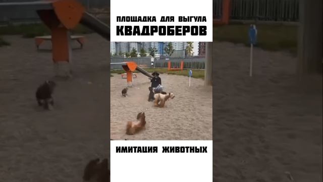 Квадроберы на площадке для выгула собак видео