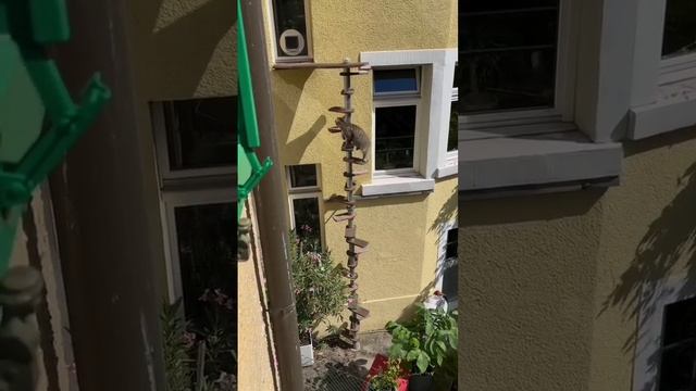 Отдельный вход для любимого кота #прикол #прикольно #юмор #животные #коты #смех #смешно
