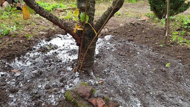 Подкормите Вишню осенью. С этой подкормкой, вишня летом взорвётся большим урожаем.