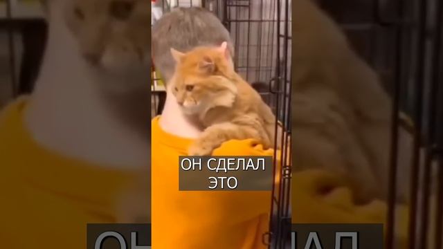 Кот ВЫБРАЛ себе хозяина в приюте.mp4