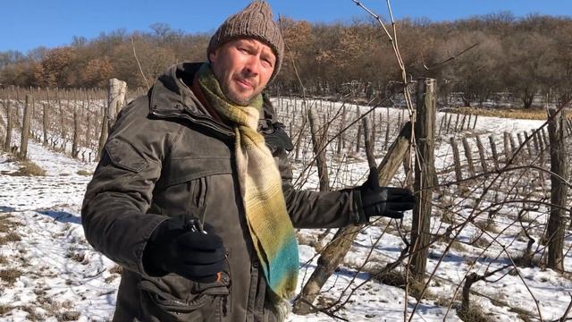 Зимняя обрезка винограда, наш календарь виноградаря.