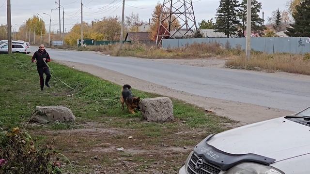 Они готовы ответственно заниматься воспитанием собаки! Джем