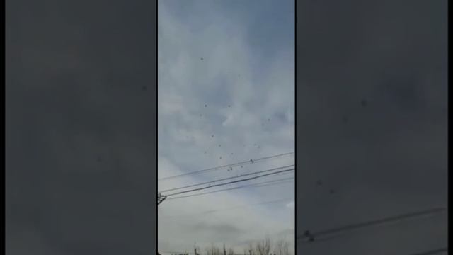 Игровые голуби Миро в небе. Бишкек, Кыргызстан.