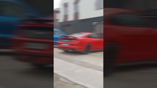 мустанг