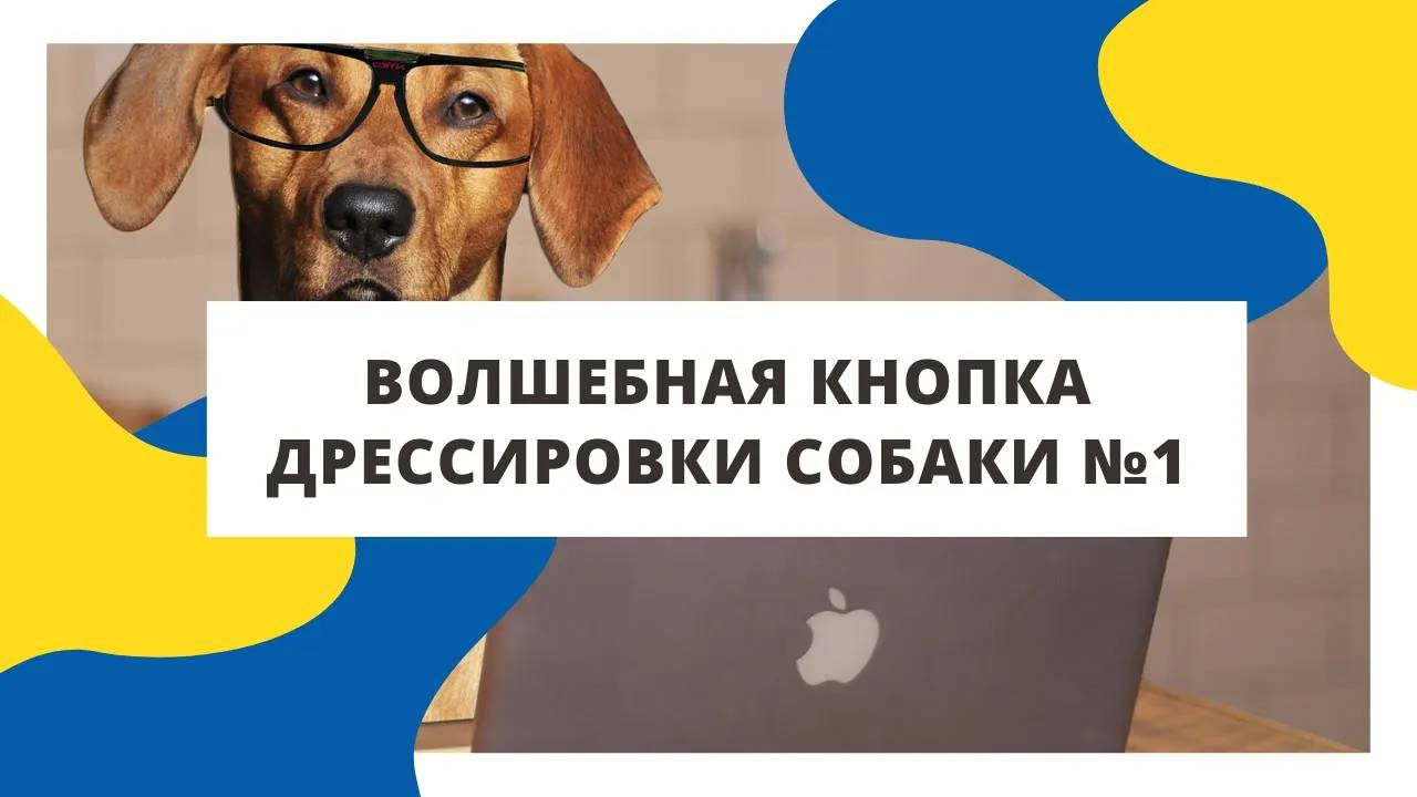 Советы кинолога: волшебная кнопка дрессировки собаки №1