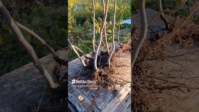 Фундук Шедевр.Трехтетние саженцы.Из Харькова,через Крым в Курск,харьковчанину.