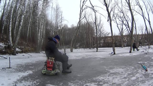 Ловля аквариумного окуня :)