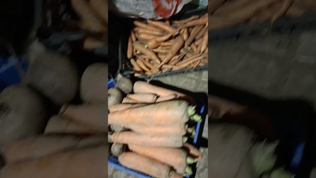 Гигантская морковь